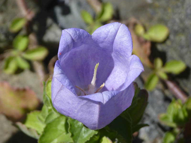 Campanula incurva
